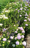 China Asters, cream and lavender