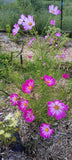 Cosmos, pink, purple