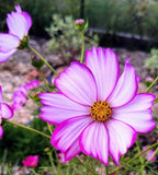 Pink and white Cosmos