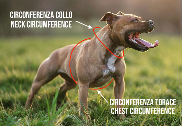 Misurazione circonferenza collo