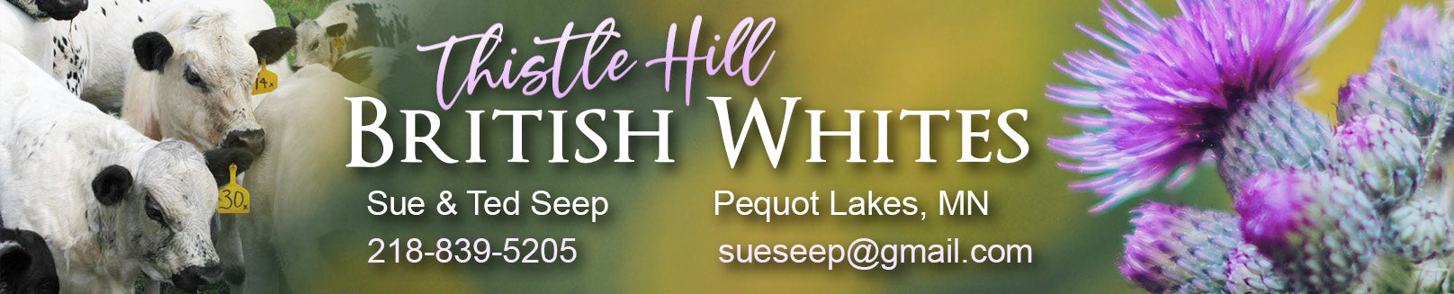 Thistle Hill British Whites