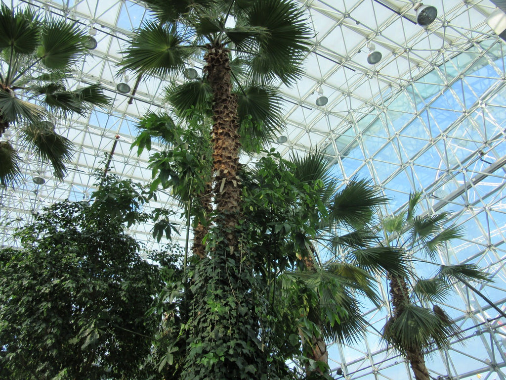 Looking up at palm trees in Crystal-Gardens-Navy-Pier-Chicago