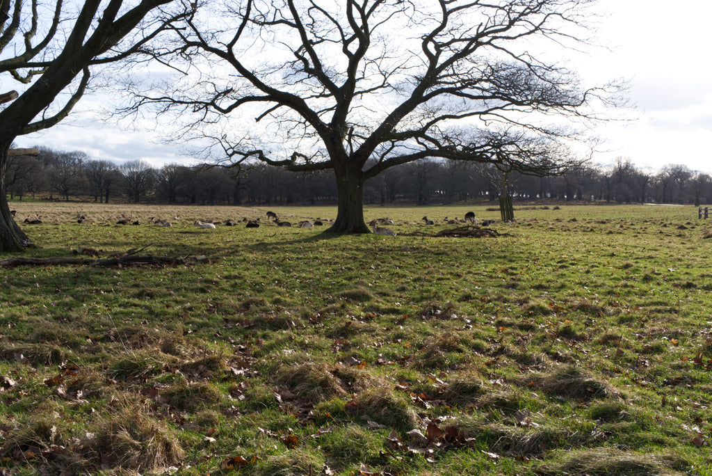 Richmond-Park-with-deer-herd-lying-on-grass