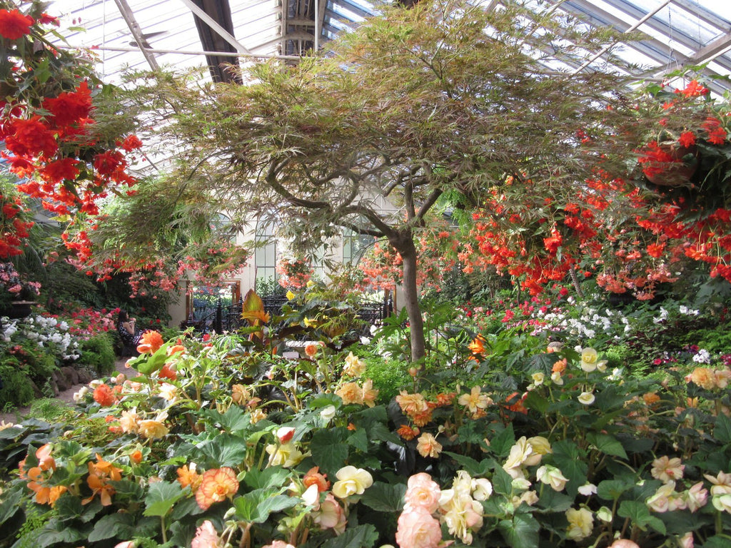 Fitzroy-Gardens-Conservatory-Melbourne-Begonia-Display