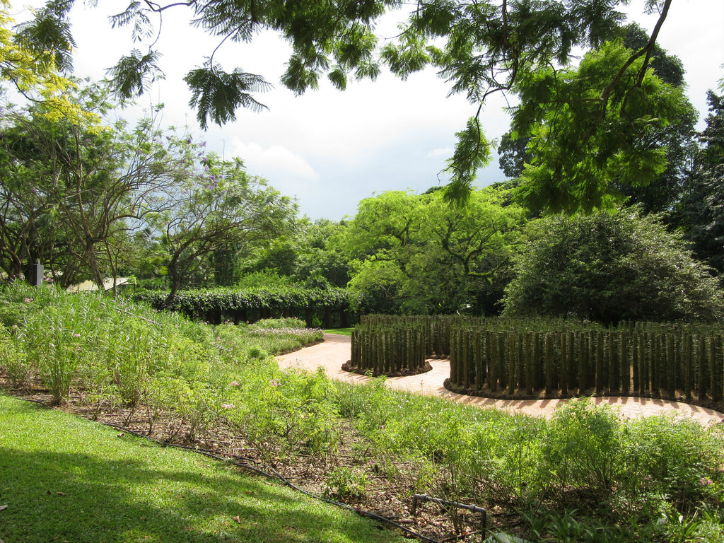 Lush planting in Singapore's Botanical Garden.