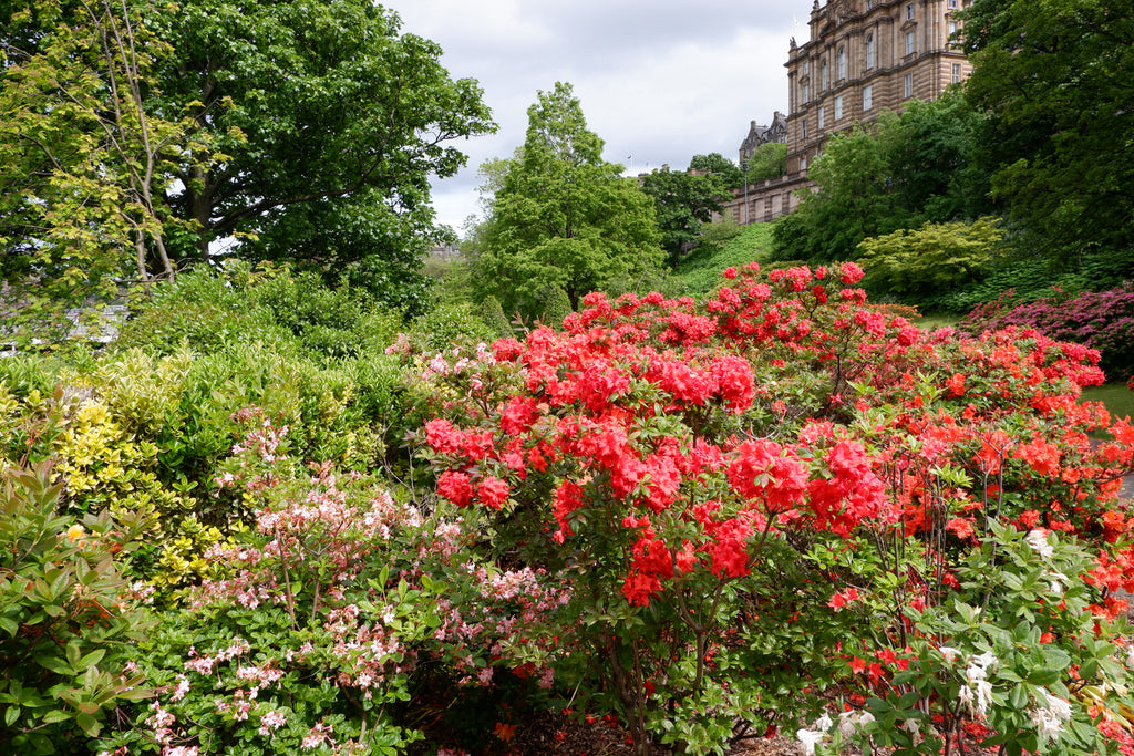 Colourful-planting with red flowers in-Princes-Street-Gardens