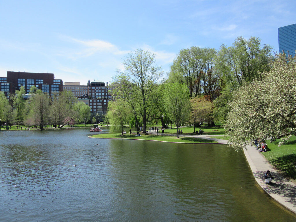 Spring trees by the lake in Boston Public Garden