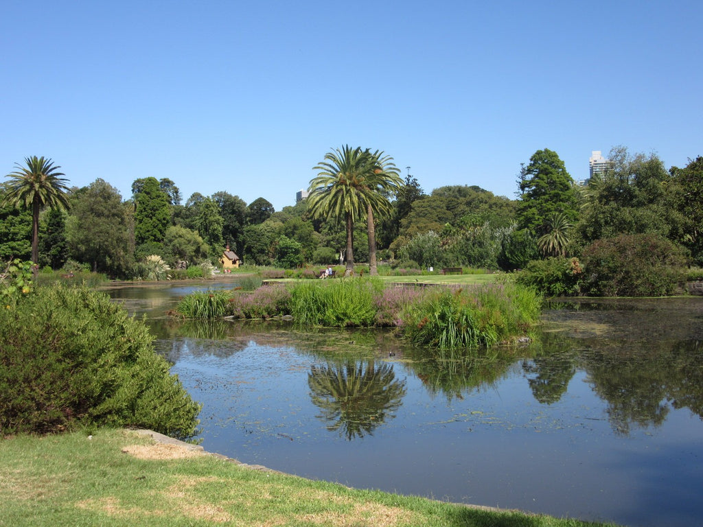 The-Lake-in-Royal-Botanic-Gardens-Melbourne-on-a-sunny-day