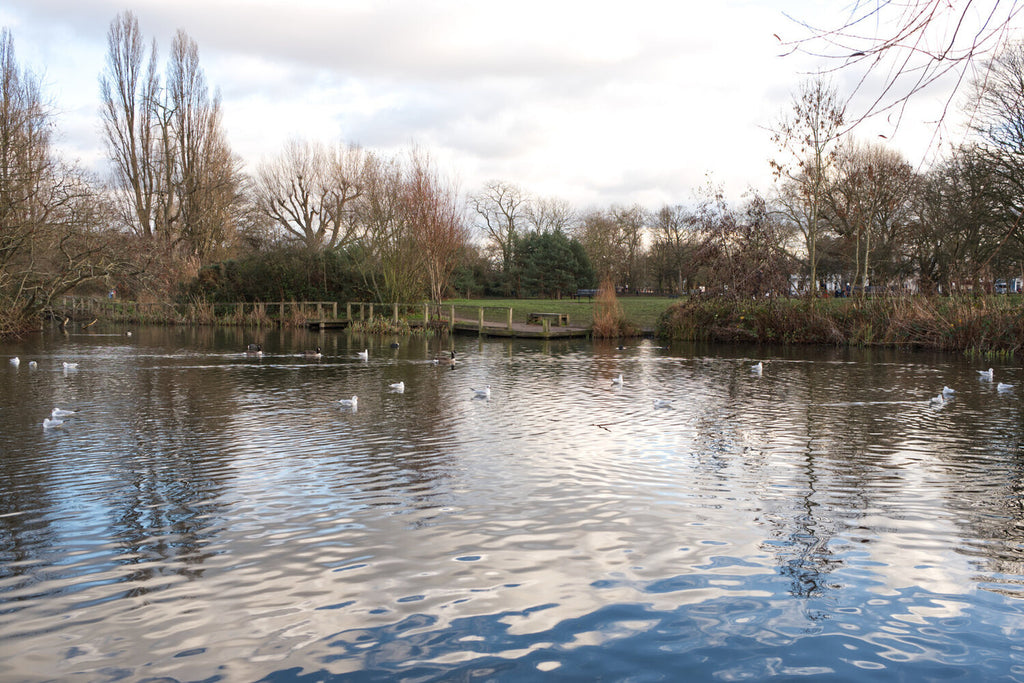 Wintery Wandsworth Common with ducks on lake