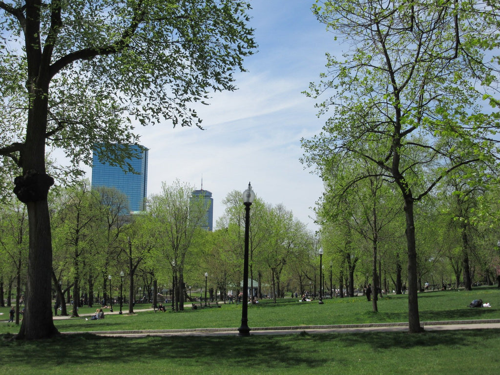 Green park and trees of Boston Common.