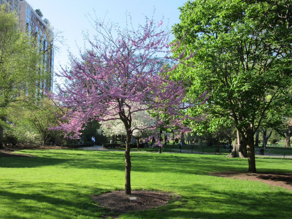 Blossom on trees in Boston Public Garden.
