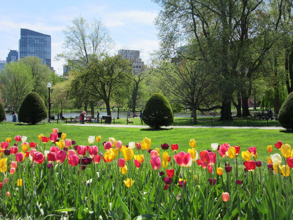 Multi coloured tulips in Boston Public Garden.