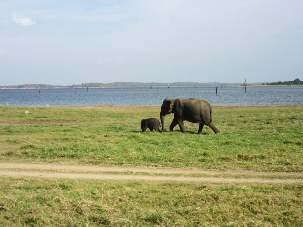 Mother and baby elephant crossing a grassy field in front of a lake.