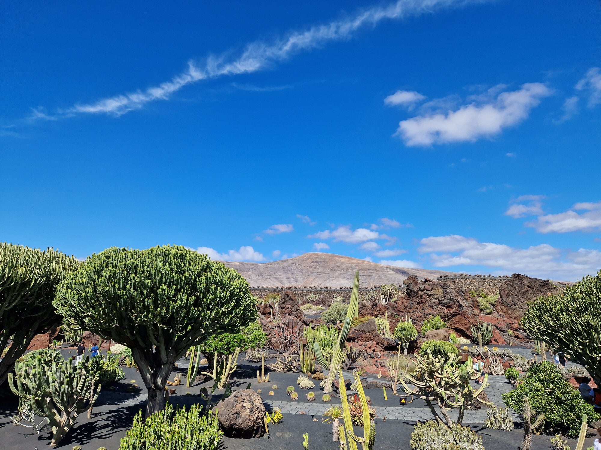 Variety of cacti in Jardin de Cactus, Lanzarote which blends into the volcanic landscape.