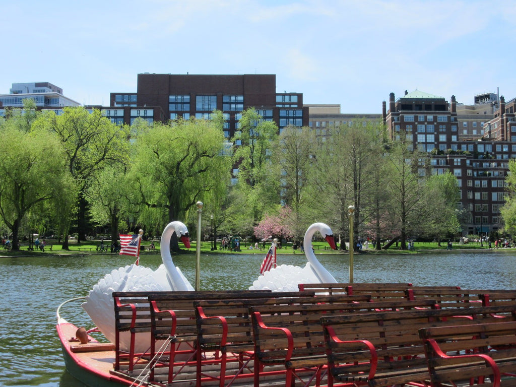 Close up of Swan Boats in Boston Public Garden