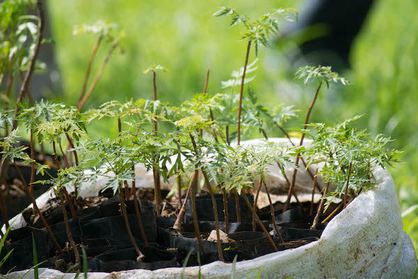 Reforestation tree saplings at One Tree Planted