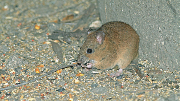 Fawn-footed melomys, a close relative of the recently extinct melomys rubicola