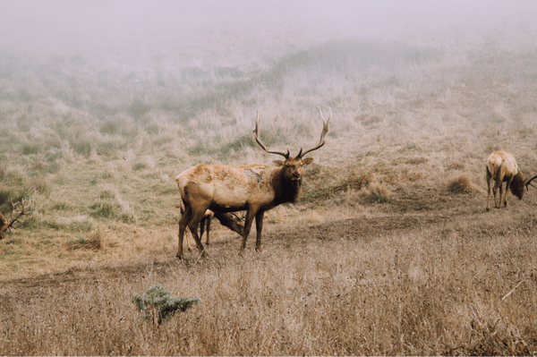 Tomales Point Elk