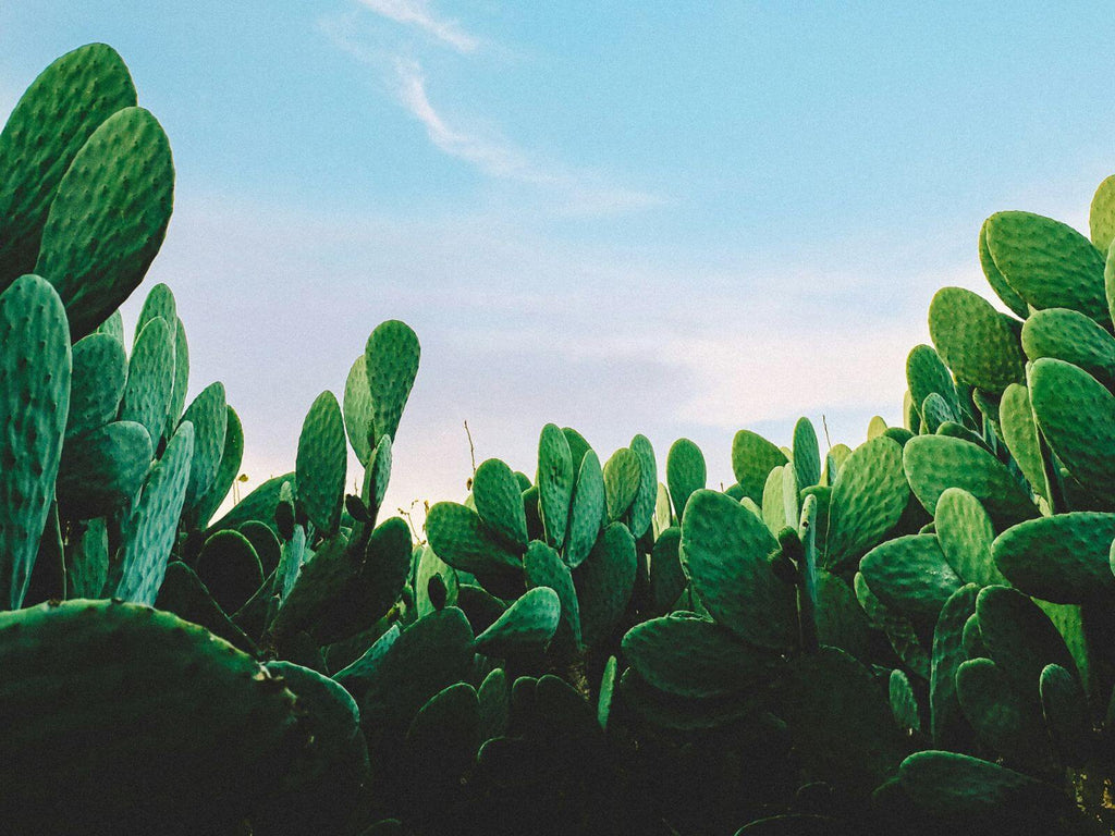 Cactus plant