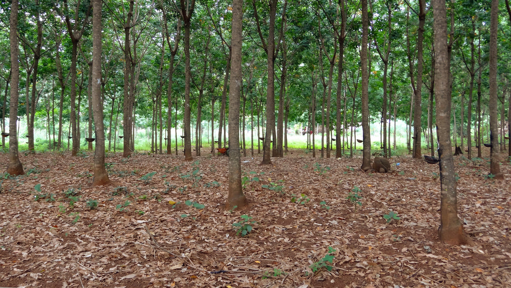Rubber plantations are an example of irresponsible tree-planting