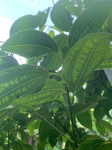 How to use Cinnamon Leaf