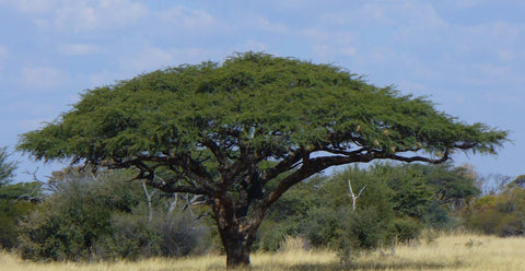 Vachellia erioloba, or Acacia erioloba