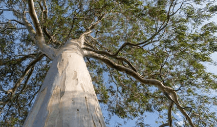 Bluegum tree | Bloekom boom | Cape Town Firewood