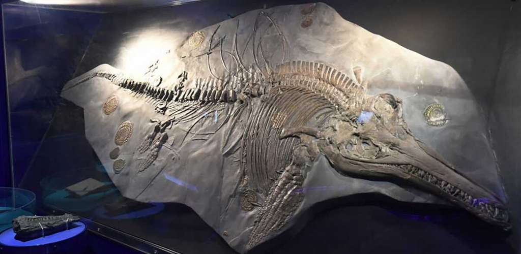 fossile gigantesque