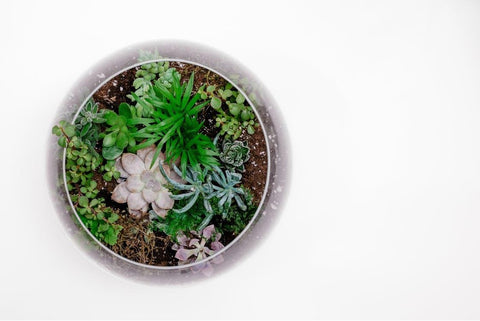 How to Make an Open Terrarium