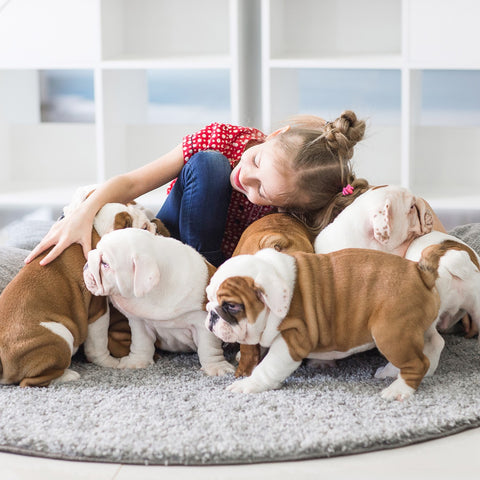 How to Choose a Pet-Friendly Rug?, Lilla Rugs