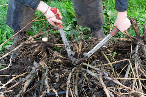 Cutting Dahlias back Australia