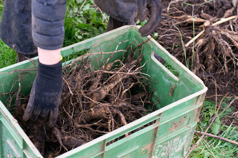 Storing Dahlia tuber clumps in crates