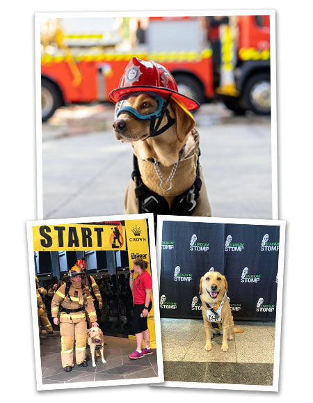 Ember the Crisis Response Dog