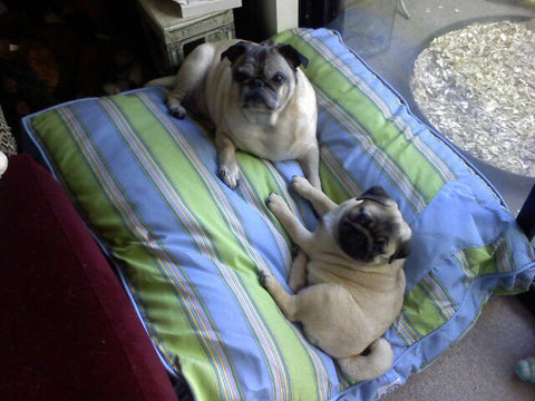 Puppy pug laying on blue and green striped bed with an older  pug
