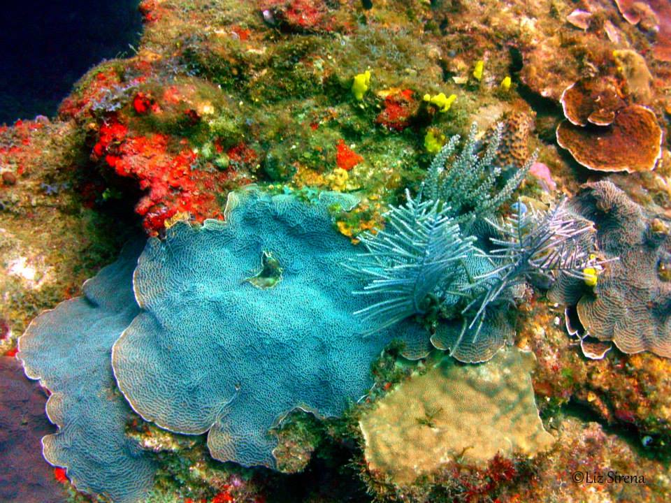 Coral azul en el fondo marino panameño