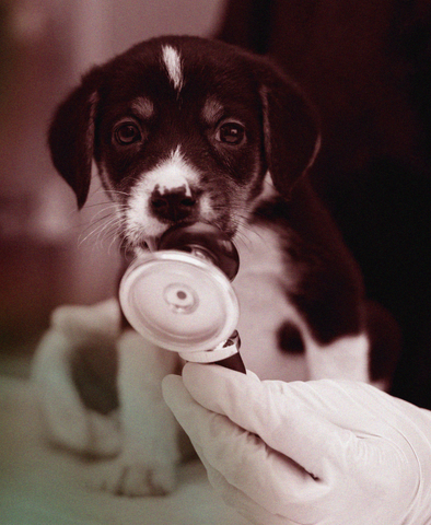 Chiens CBD | CBD vétérinaire