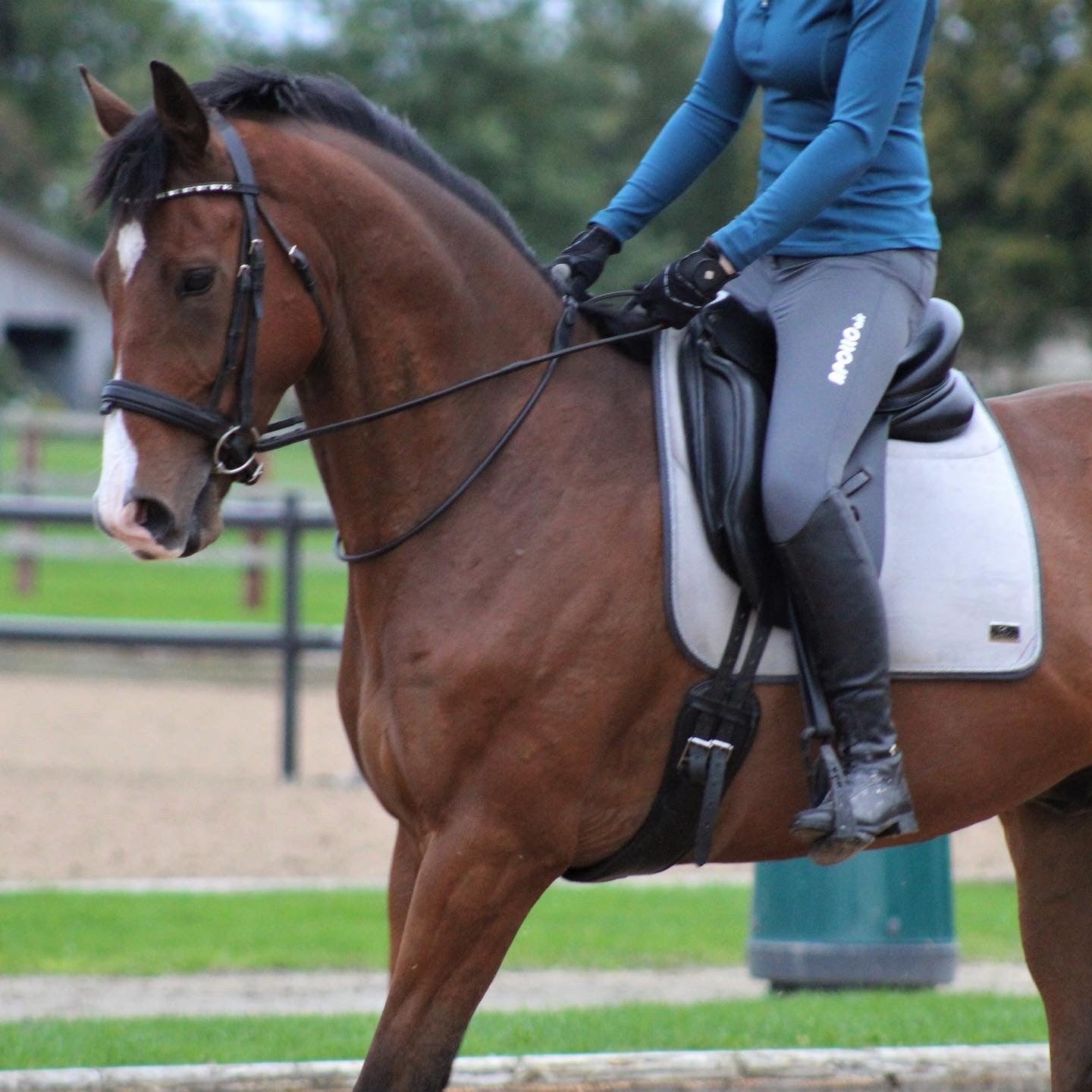 Coldstream Equestrian - Competition Riding Tights