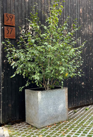 Galvanised water tank with birch tree