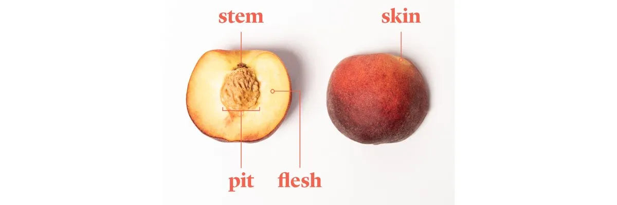drupe anatomy types of nuts