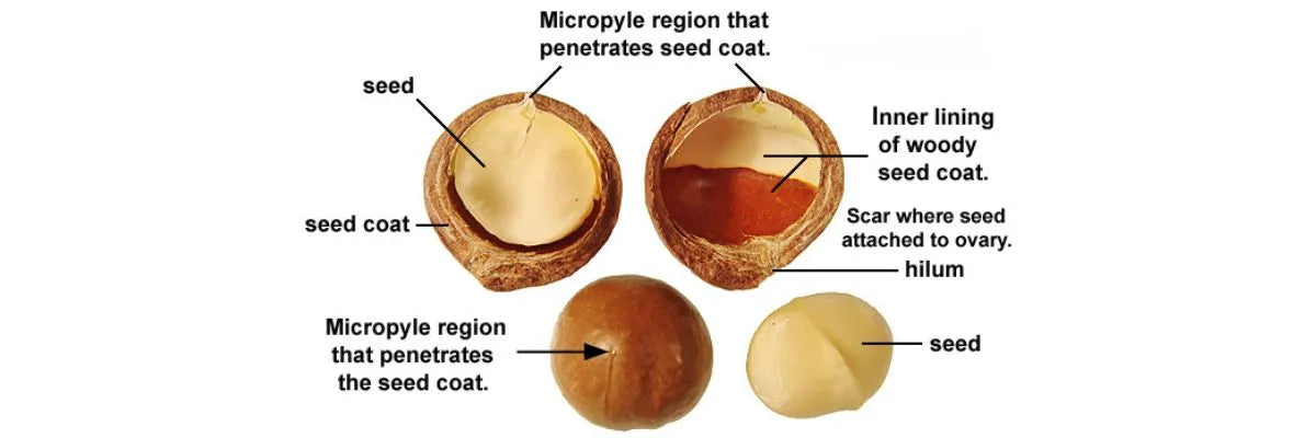 nut anatomy