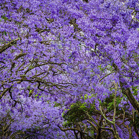 Nicole Rieu - Jacaranda