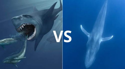 Megalodon-gegen-Blauwal,-wer-ist-größer?
