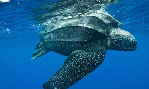 how long do leatherback sea turtles live