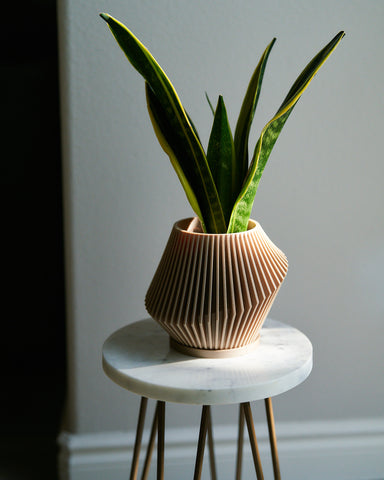DISC plant pot with snake plant.