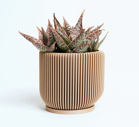 The wooden succulent planter IONIC by Woodland Pulse. This is a beige wood flower pot.