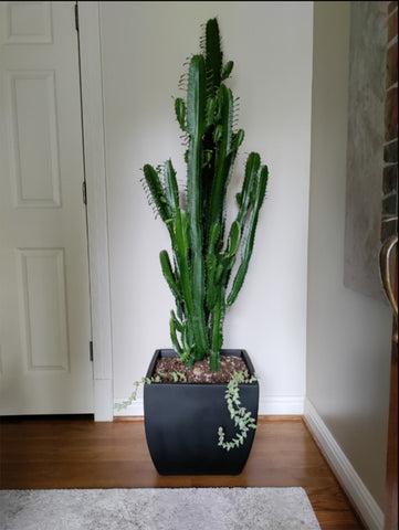 Tall indoor African milk tree plant.