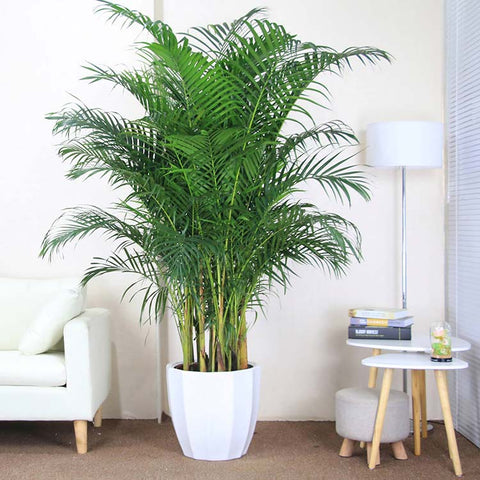 Tall bamboo palm.