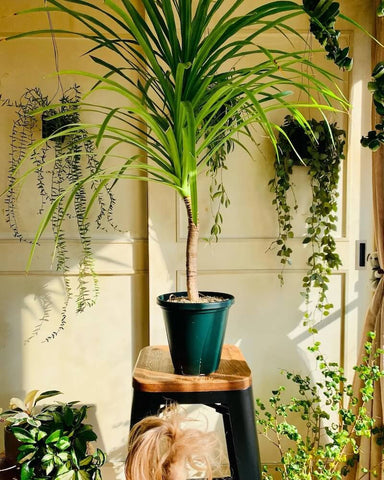 Tall Dracaena plant.