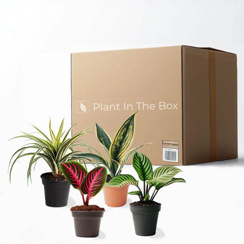 House plant box subscription.