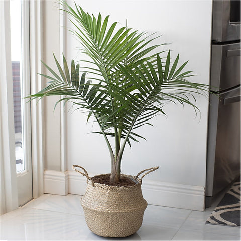 Majesty palm care. Tall indoor plant.